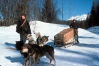 Кадр Белый клык