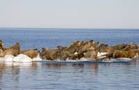 Кадр Мишка на севере