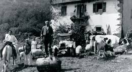 Кадр из фильма "Коровы" - 1