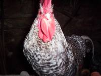 Кадр Tales from the Green Valley