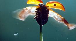 Кадр из фильма "Микрокосмос" - 2