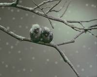 Кадр Акаиро