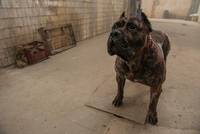 Кадр Цепной пёс