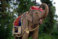 Кадр Слон и принцесса