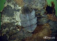 Кадр Букашки! 3D