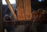 Кадр Мерлин