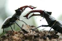 Кадр Зеленая Вселенная