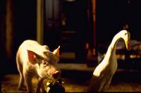 Кадр Бэйб: Четвероногий малыш