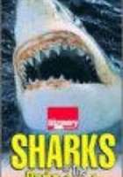 Акулы Красного треугольника