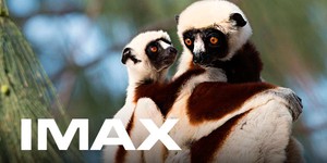 Морган Фриман расскажет о лемурах в 3D IMAX