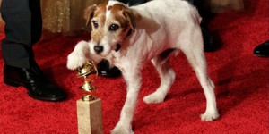 Умерла собака Угги из фильма «Артист»