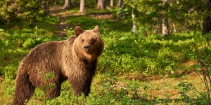 Universal снимет фильм о медведе, который умер от передозировки кокаина